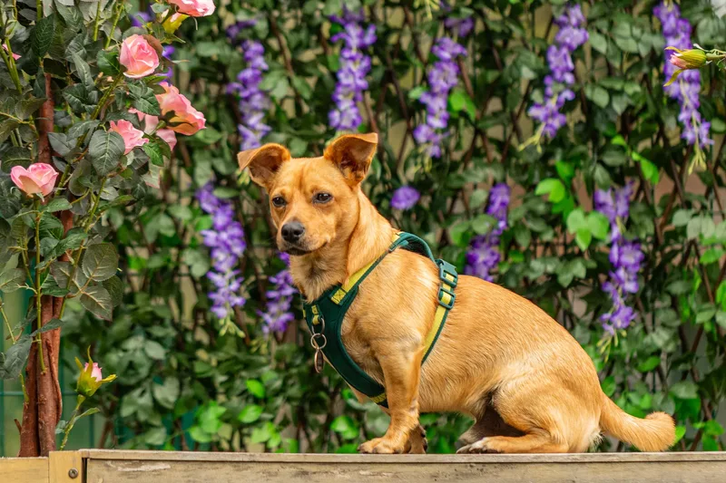 Muttley’s Doggy Day Care – Open Day Fun! 🐾