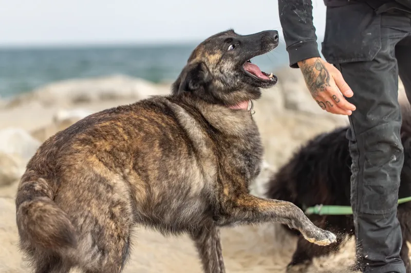 Estia & Baloo (11 of 24)
