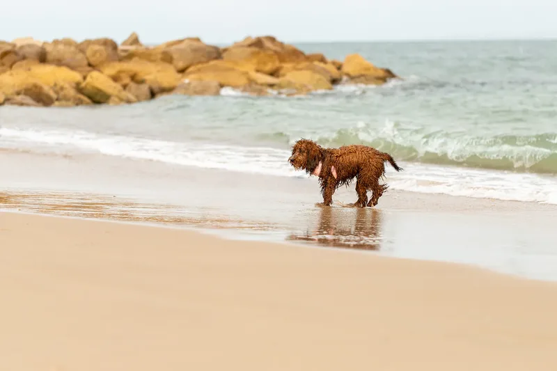 Luna & Oakley at Sandbanks (15 of 24)