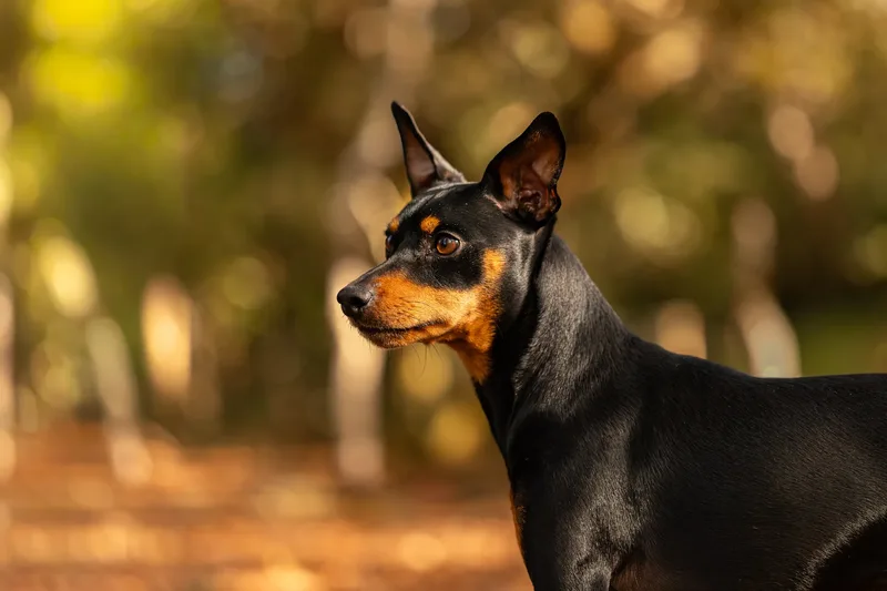 The Three Min Pins (16 of 24)