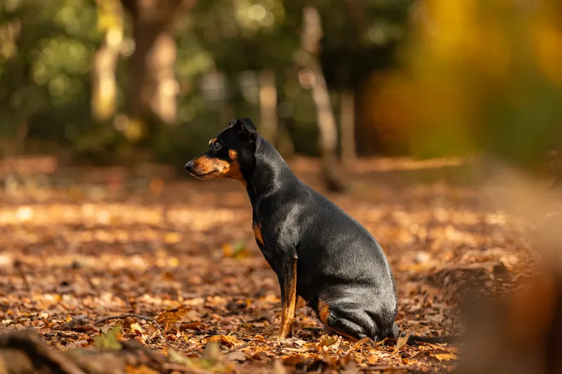 The Three Min Pins (22 of 24)