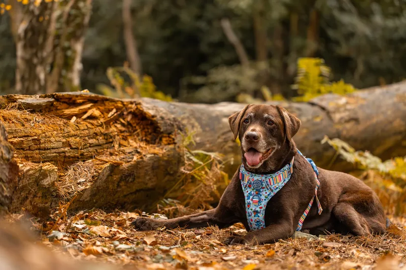 A Morning with Cas & Oreo at Canford Heath (16 of 24)