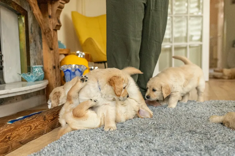 Marlee and her puppies! (24 of 24)