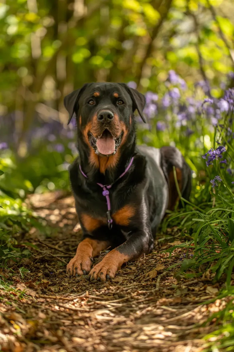 Karma the rottweiler in bluebells (21 of 30)