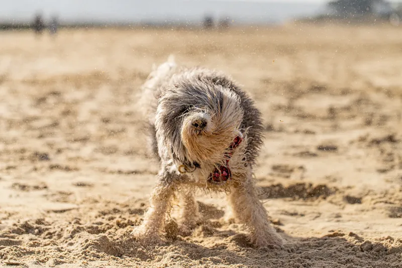 Dougie The Bordoodle (4 of 9)