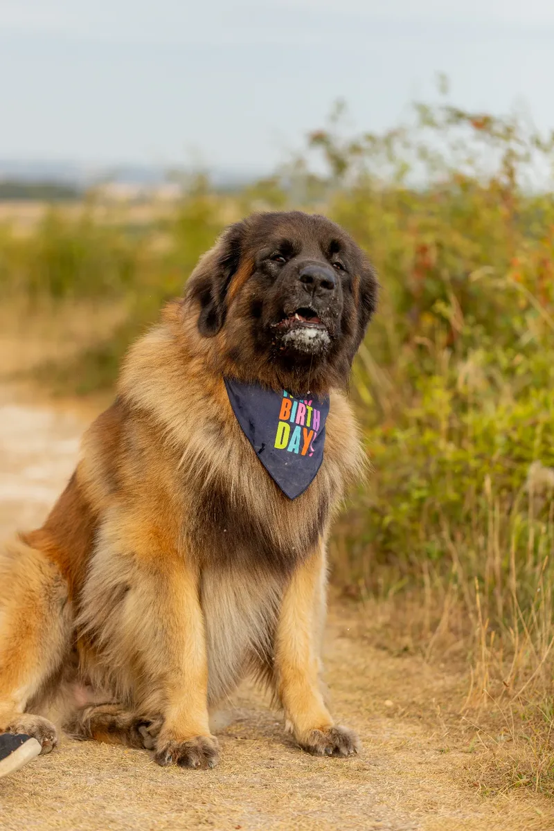 Koda
