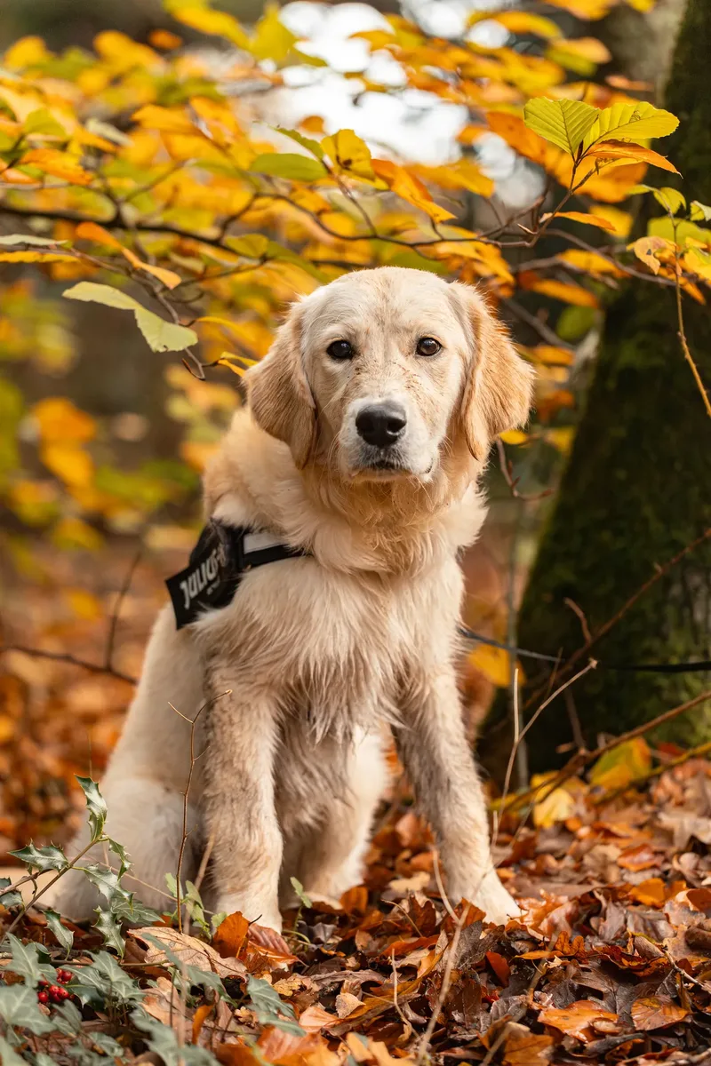 Ollie the golden (5 of 24)