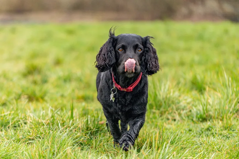Wimborne Walkies (16 of 24)