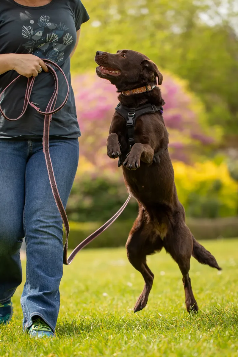 The Dorset Dog Trainer (18 of 42)