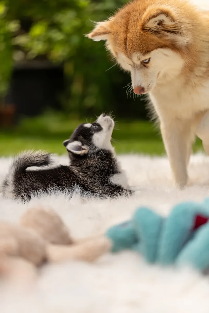 South Coast Pomsky’s (7 of 29)