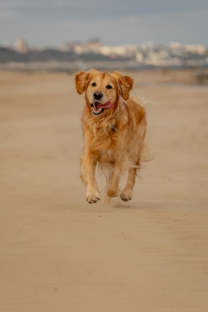 Murphy the golden retriever (18 of 41)