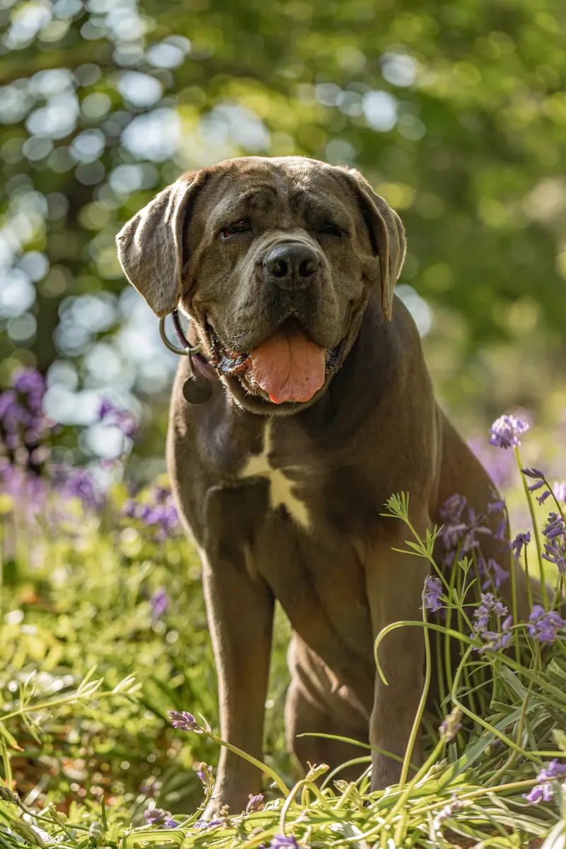 Skye the Cane Corso (5 of 23)
