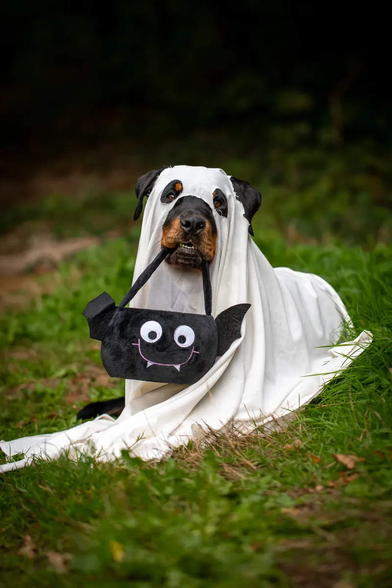 Karma the Rottie’s Halloween Shoot in Corfe Mullen (24 of 24)
