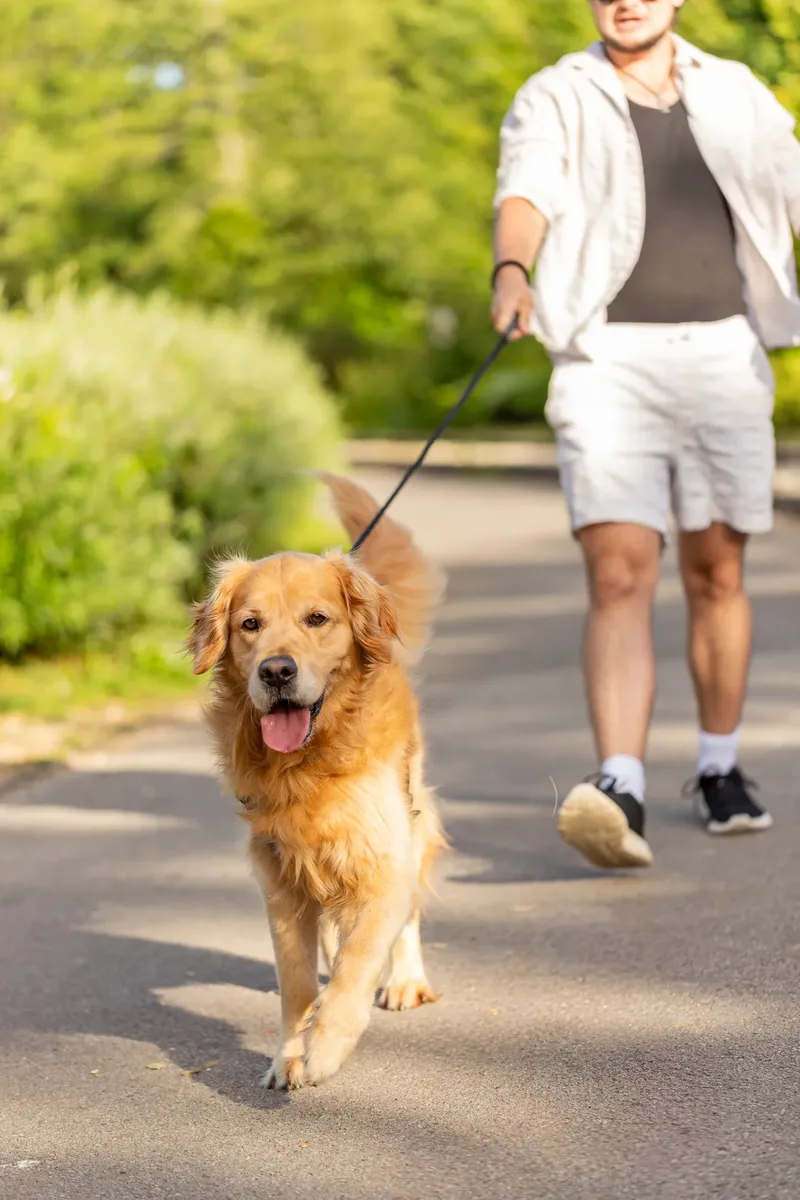 Dorset Dog Trainer – Poole Park (2 of 59)