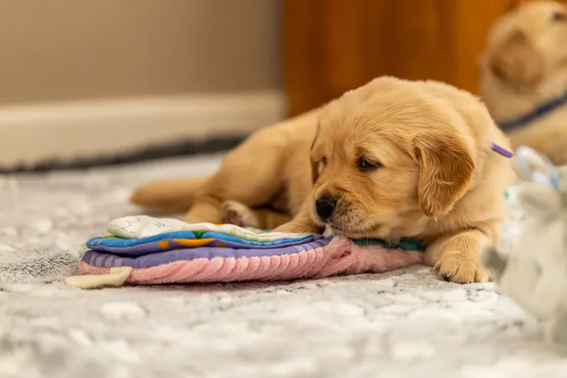 Golden Retriever Puppies (55 of 60)