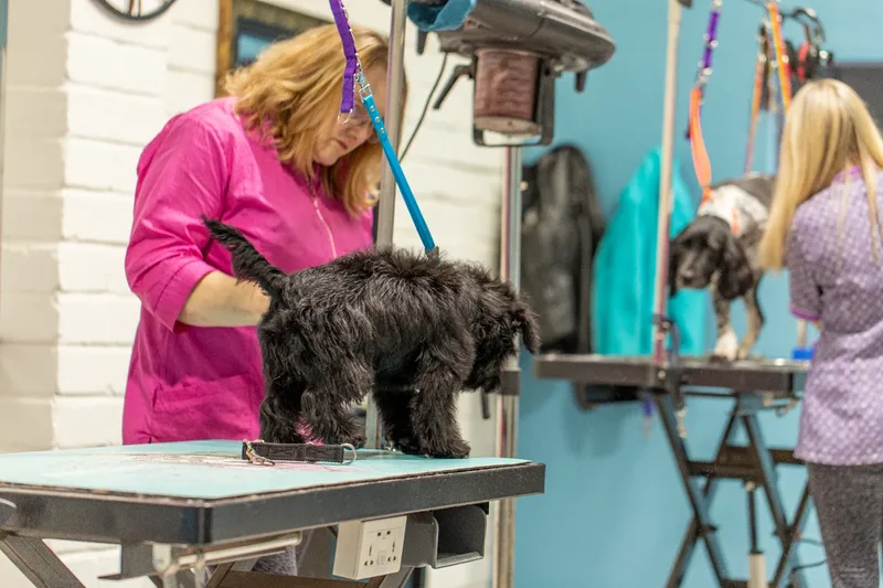 Doggie Styles Dog Groomers (9 of 13)