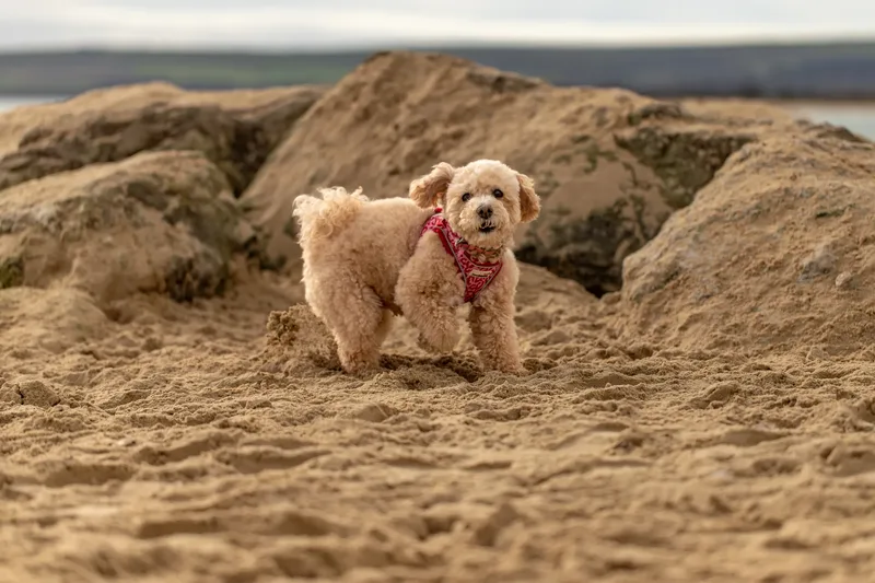 Lola the Poochon (27 of 28)