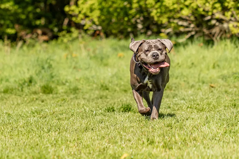 Skye the Cane Corso (21 of 23)
