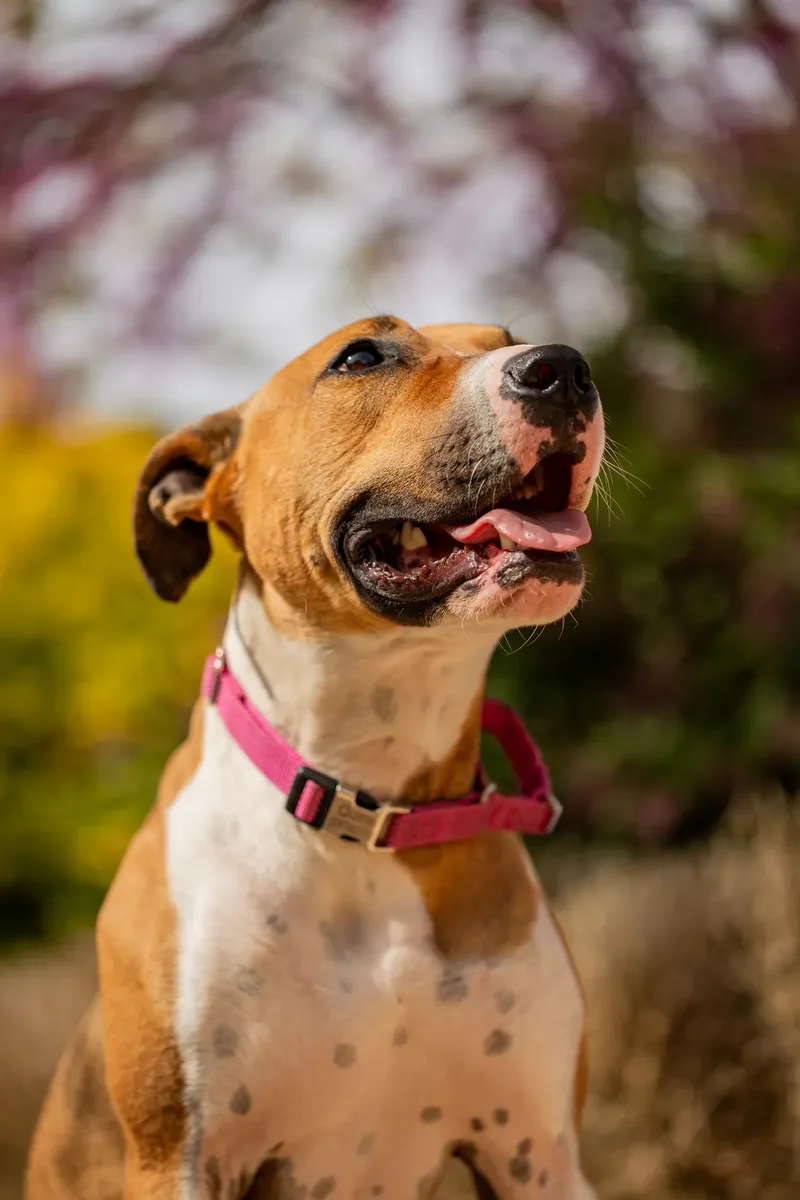 The Dorset Dog Trainer (24 of 42)