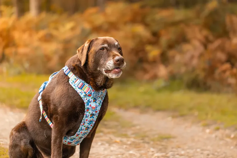 A Morning with Cas & Oreo at Canford Heath (13 of 24)