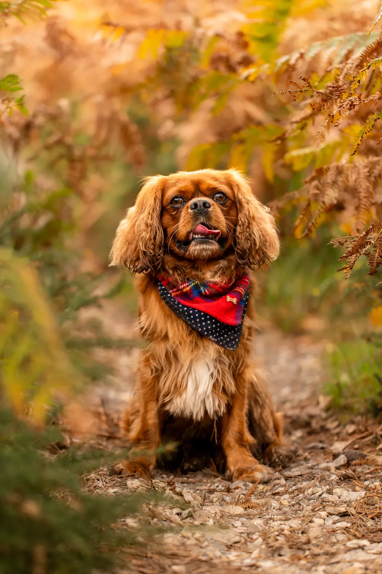 Rusty the Cav (6 of 24)