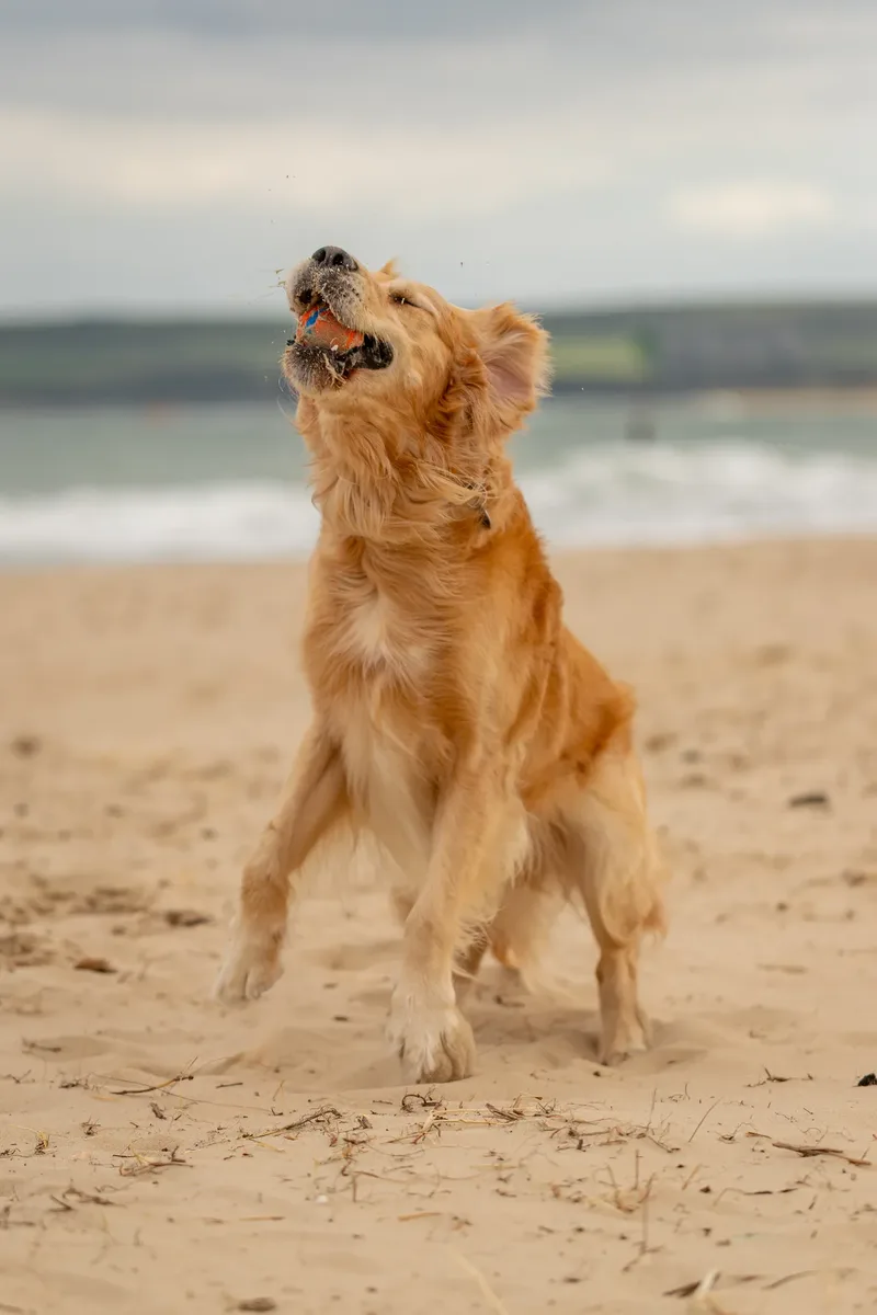 Murphy the golden retriever (37 of 41)