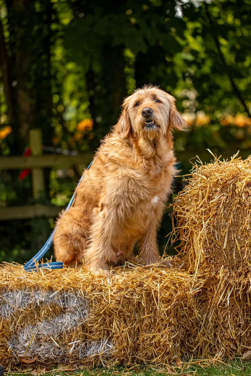 The Walled Garden Moreton – Dog show ceremony (23 of 24)