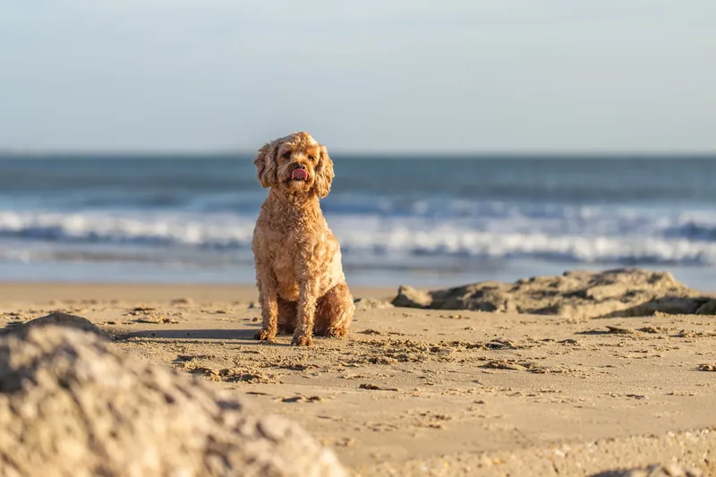 Red the Cavapoo