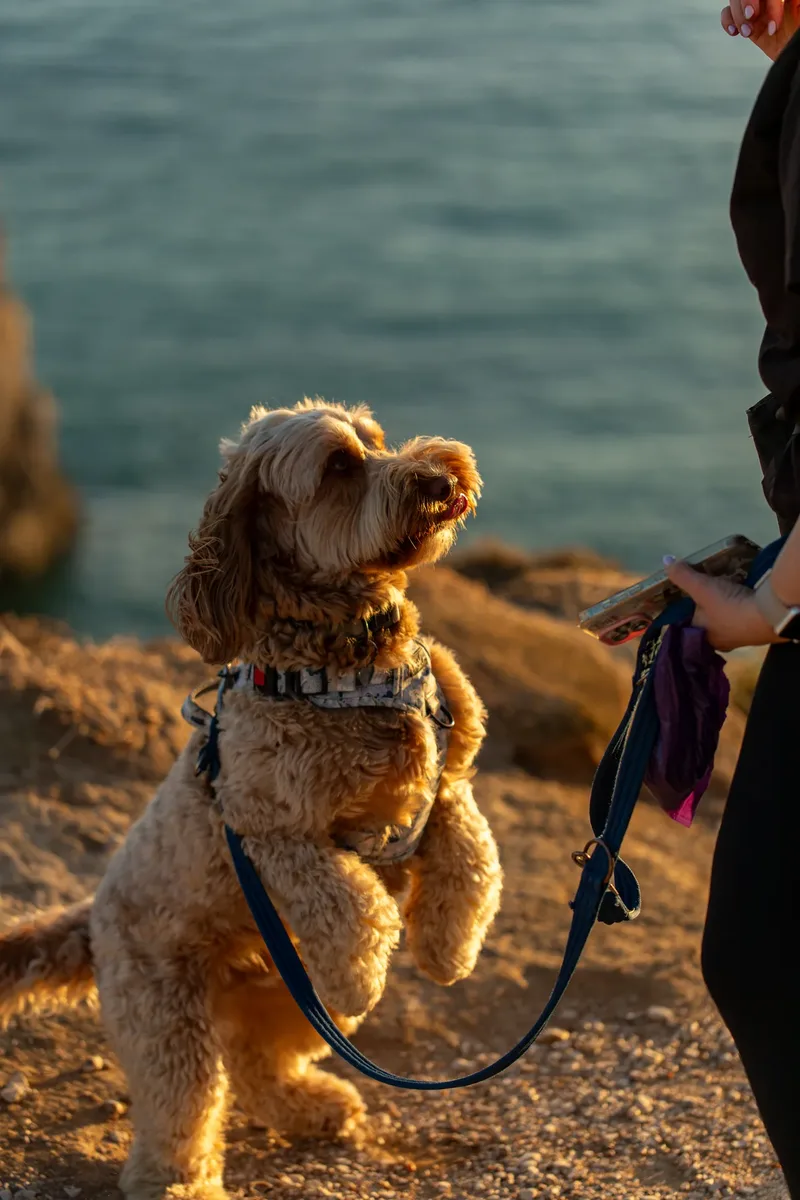 The Wild Bear Club – Sunset Walks (5 of 7)