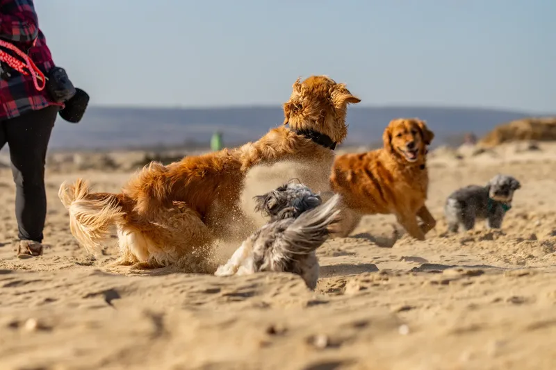 Hugo, Cookie, Flossie & Ralph (12 of 24)