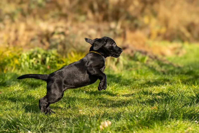Labrador Puppies (18 of 19)
