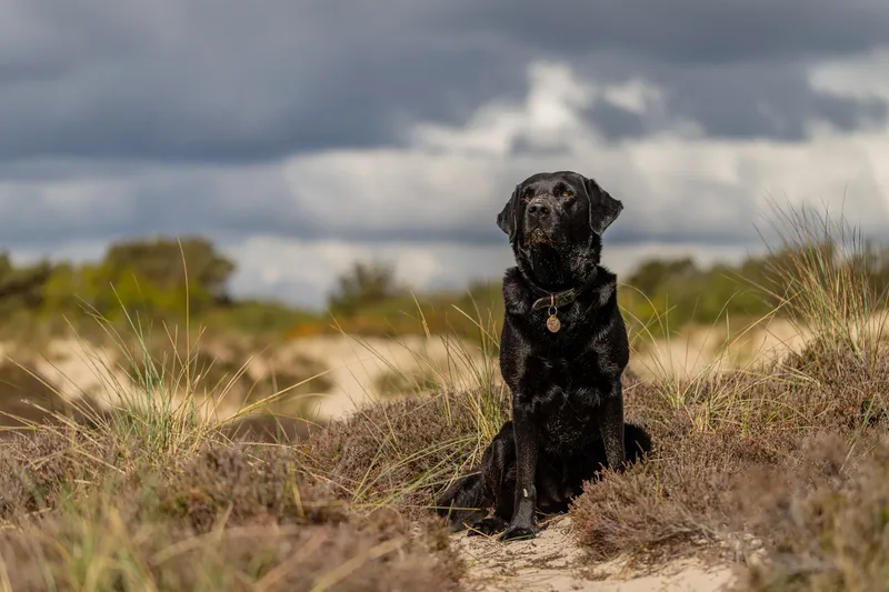 Stan the black lab (4 of 38)