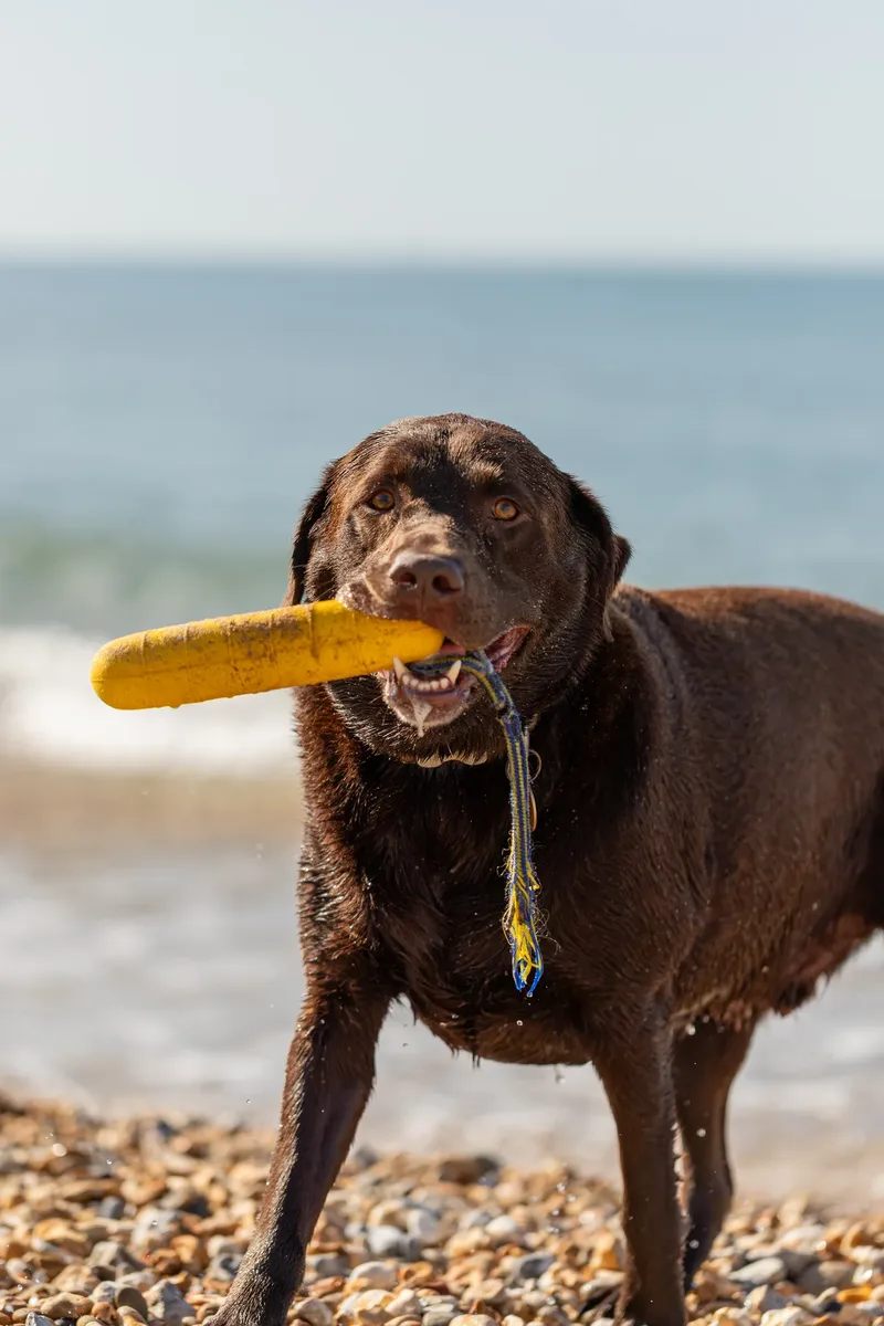 Ralph the Chocolate Lab (17 of 26)