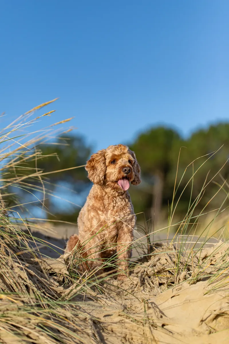 Red the Cavapoo (1 of 42)