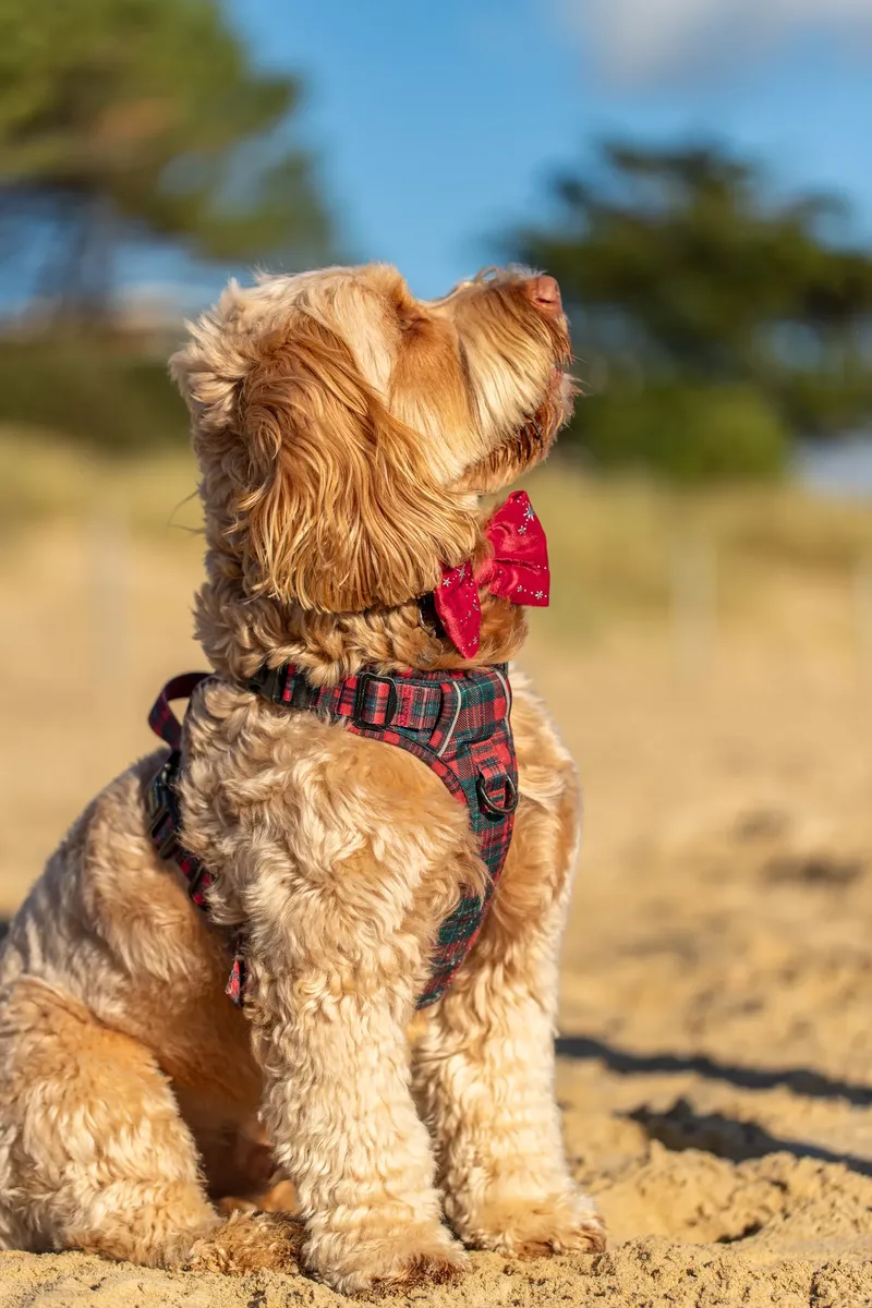 Toby Xmas beach shoot! (21 of 24)