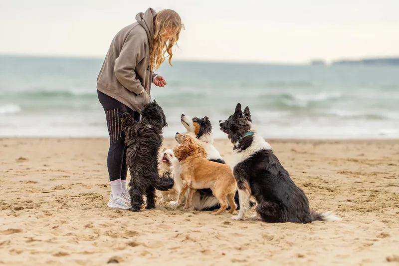 Out and About Dog Walking (8 of 10)