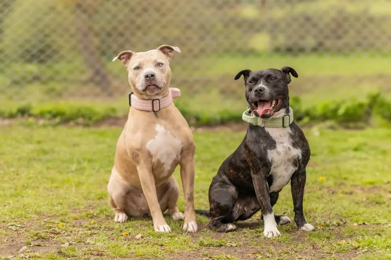 Muttley’s Doggy Day Care – Open Day Fun! 🐾 (3 of 24)