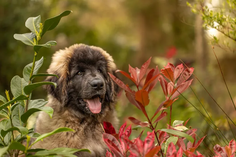 Alfie the Leonberger Puppy