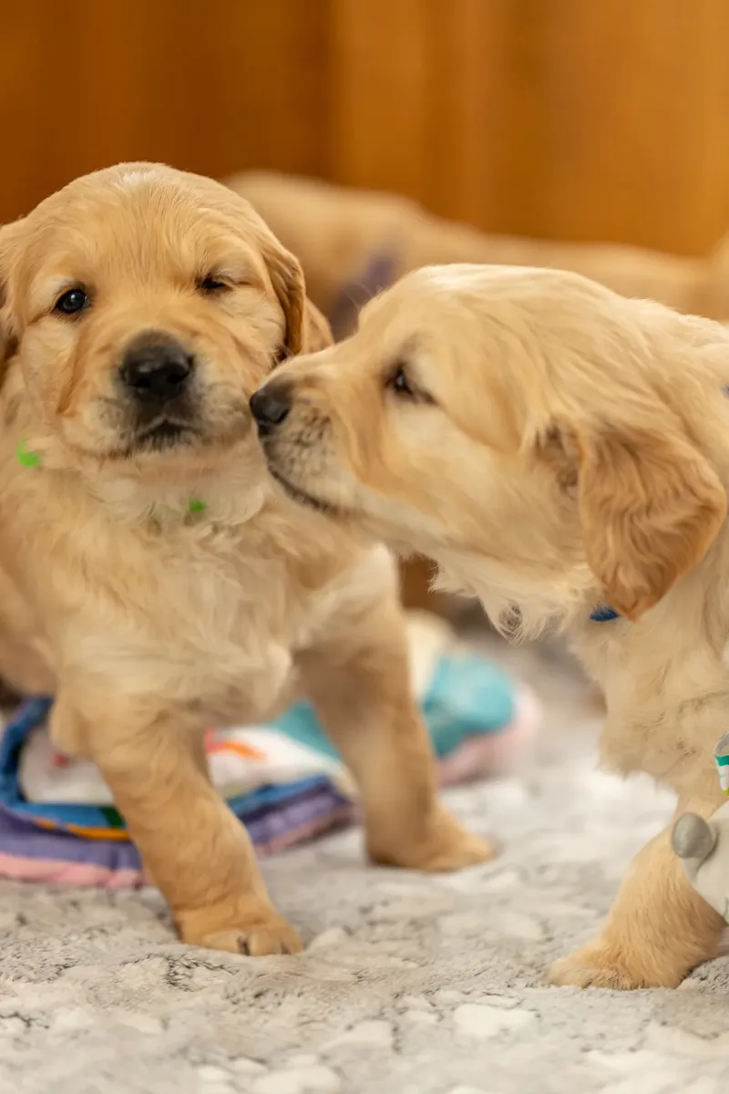 Golden Retriever Puppies (52 of 60)