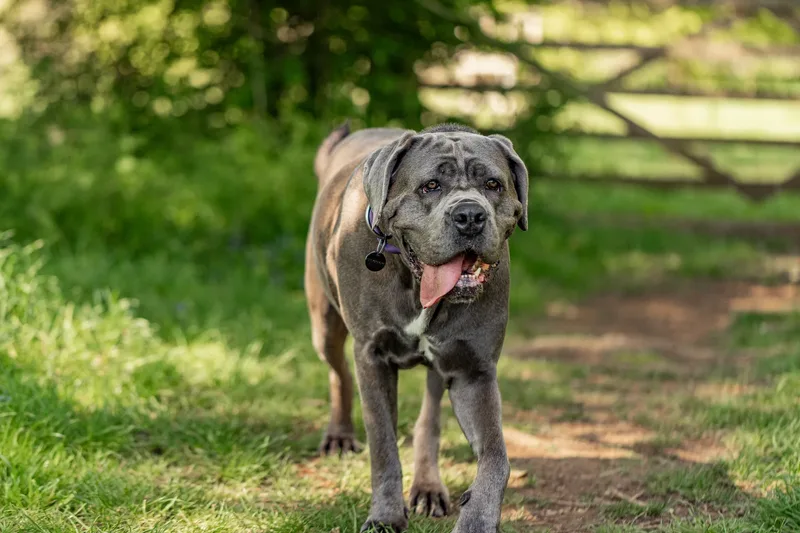 Skye the Cane Corso (23 of 23)