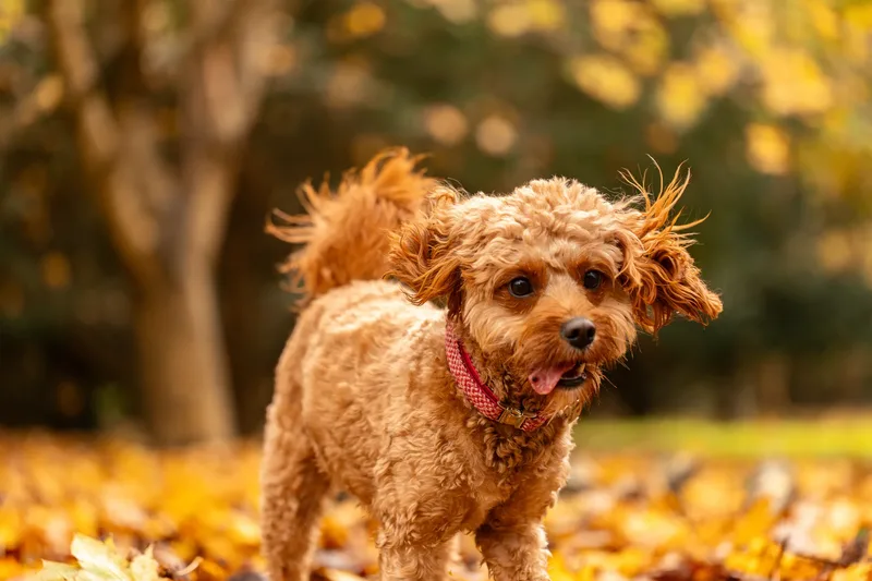 Bagel in autumn (22 of 24)