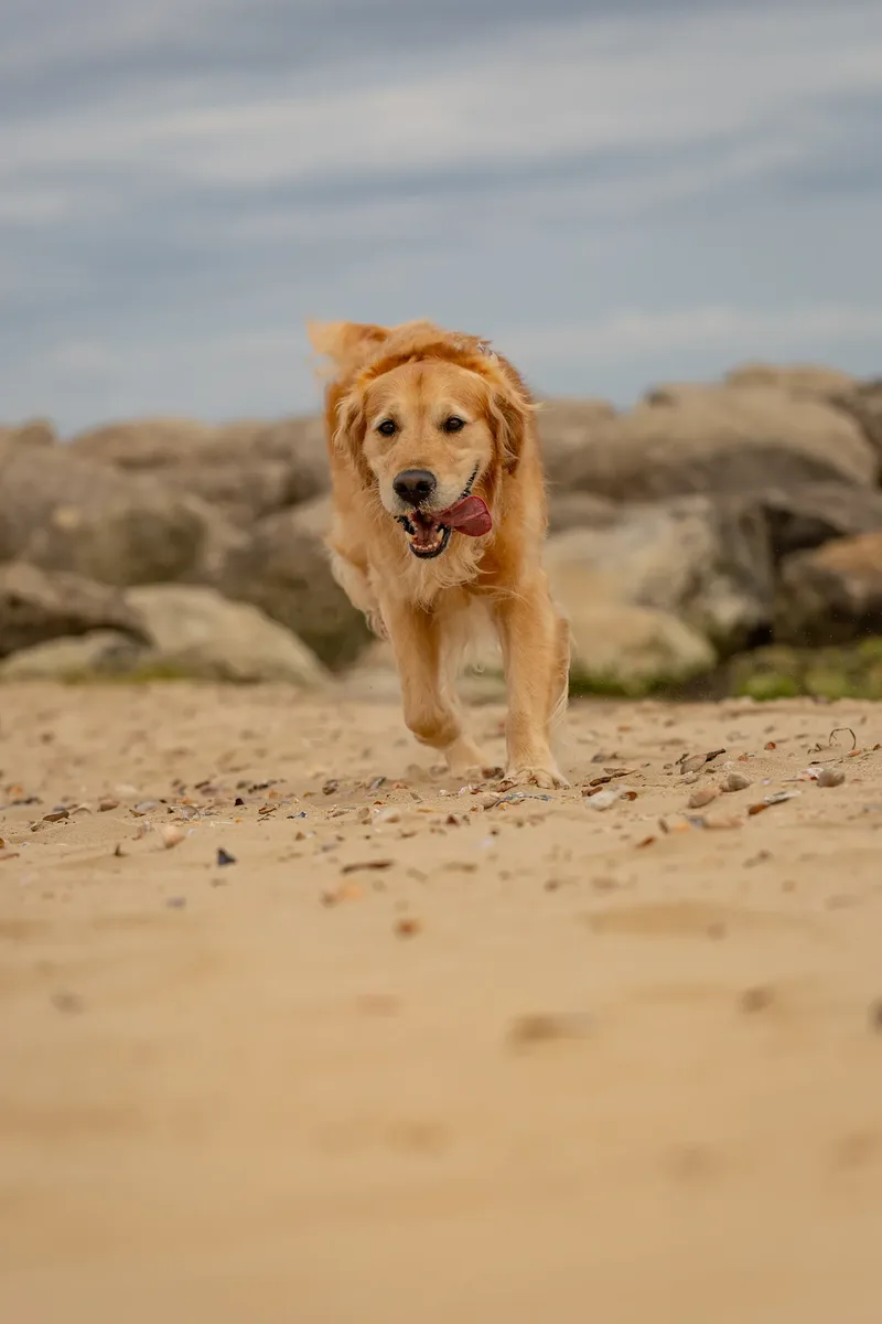 Murphy the golden retriever (28 of 41)