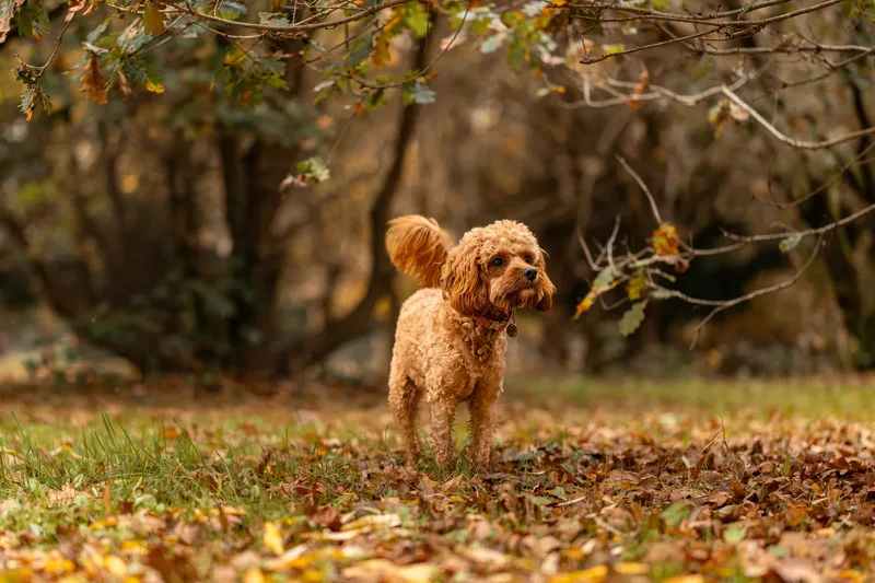 Bagel in autumn (11 of 24)