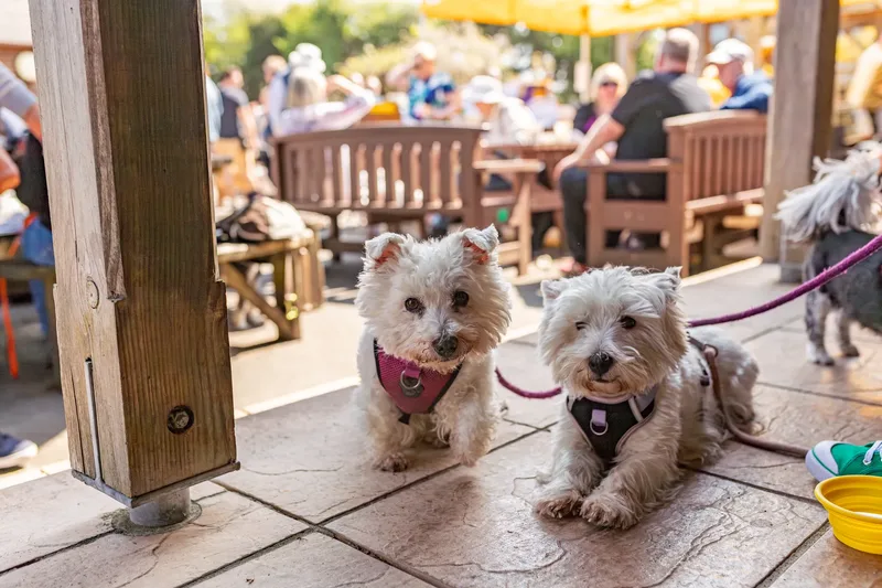 Sunshine, Smiles & Wagging Tails at Cherry Tree Nurseries (22 of 24)