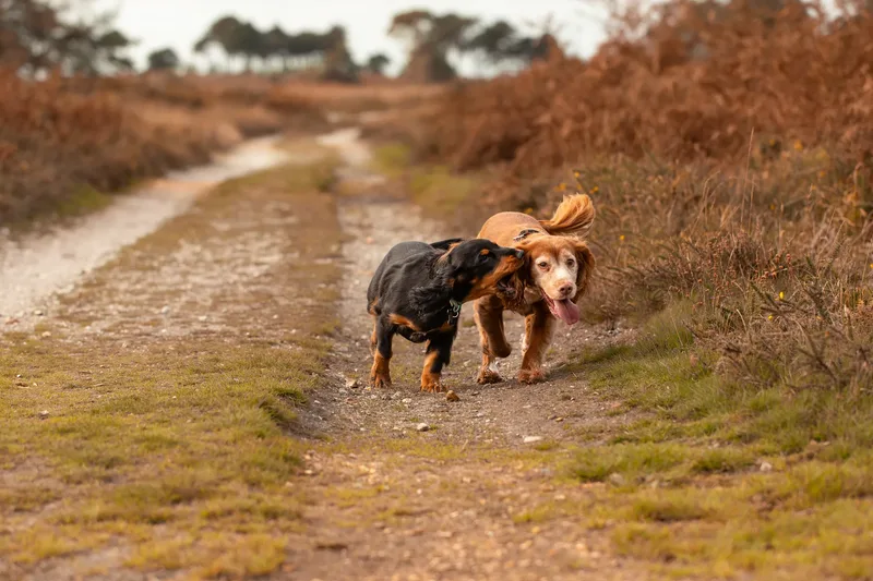 Poppy & Koda (16 of 24)
