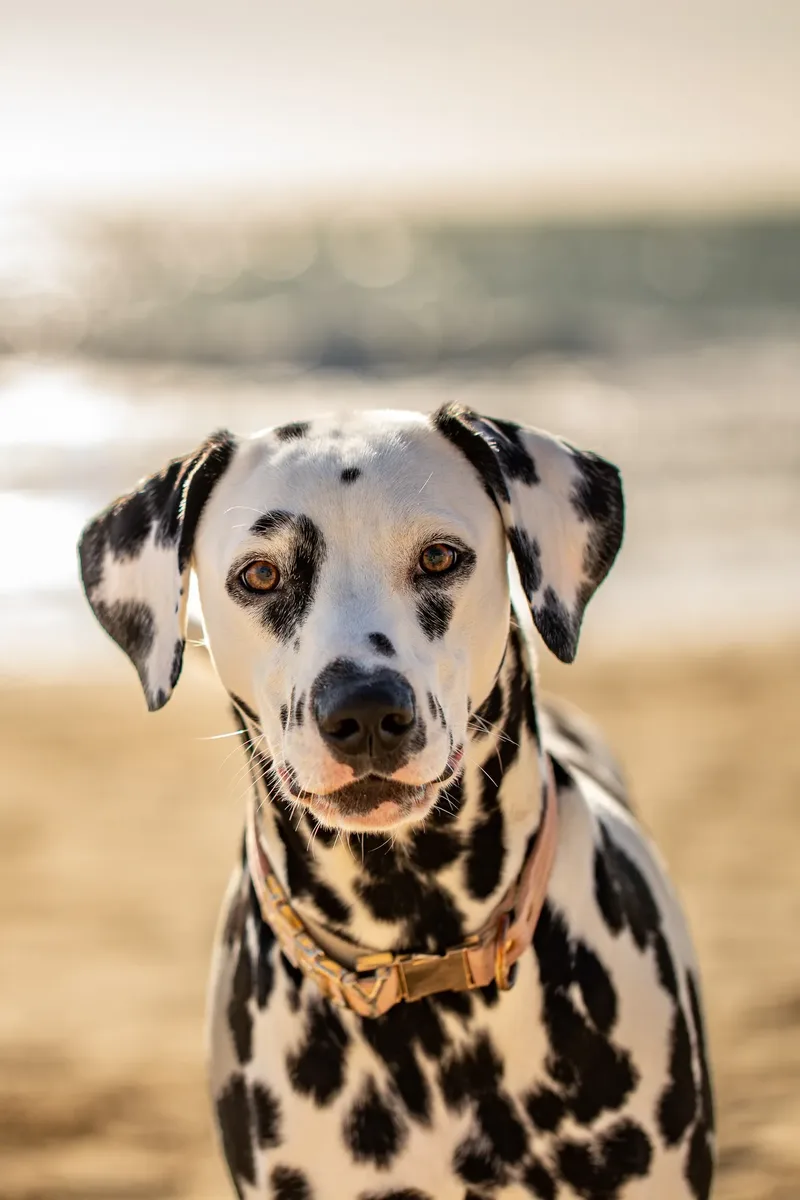 Perdy and Pongo (1 of 28)