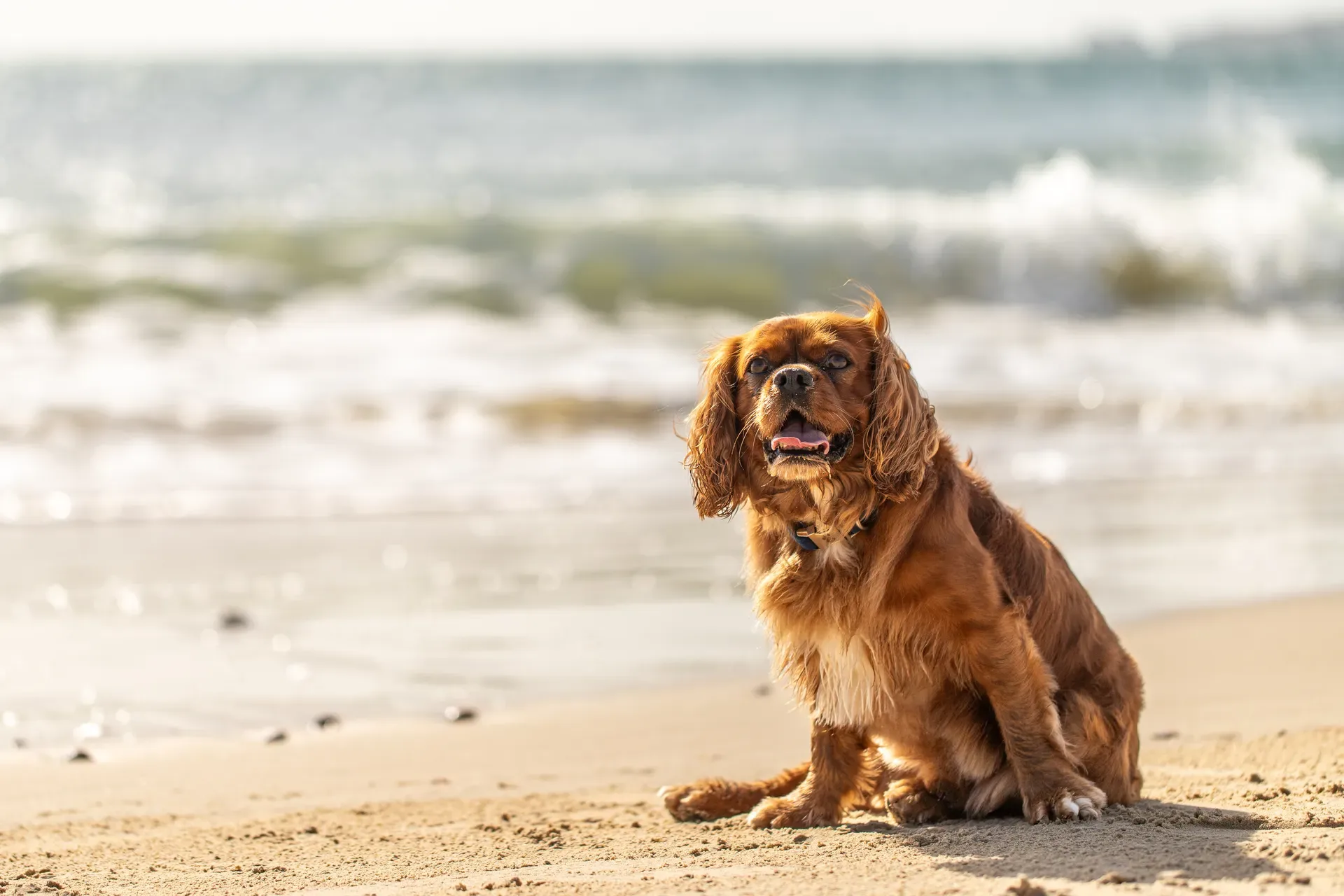 Rusty The Cavalier