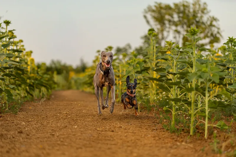 Wally and Patty in Sunflowers