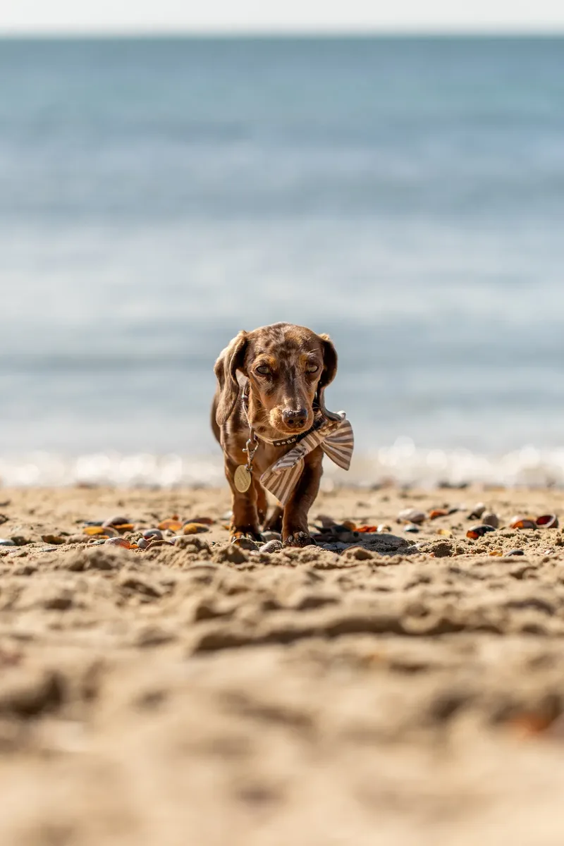Margot at the beach (26 of 45)