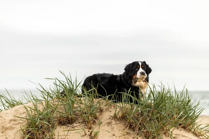 Berry the Bernese Mountain Dog (5 of 30)